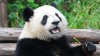 giant-panda-eating.ngsversion.1411231575277.adapt.1900.1.jpg