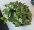 IMG_4458(1).jpeg