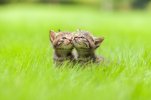 cute-photos-of-cats-in-grass-1593184777.jpg