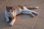 Korčula02.JPG