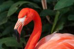 Flamingo.jpg