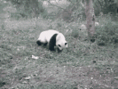 6c9cd179242db84e4b42c92f3f4593e0.gif