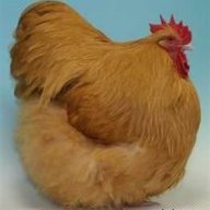 chicken1729