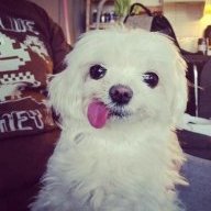 Little_E_6