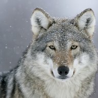 wolfhowl