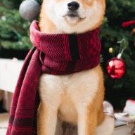 ccorgi