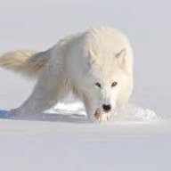 Boldarcticwolf