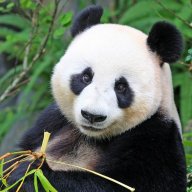 CuzDarkPanda