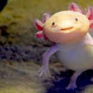 axolotl2098
