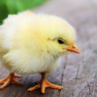 chickylicky