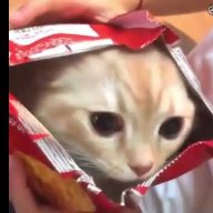 chips cat