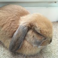 Bunno