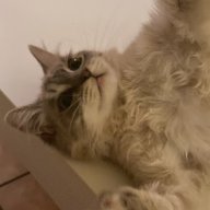 axllie