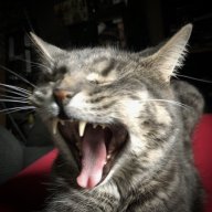 Anacat77