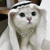 catpondev