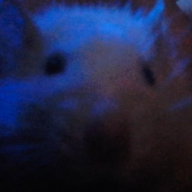 darktherat