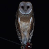xHauntingOwl