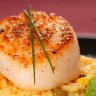 Scallops