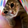 Allicat333