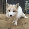 Foxeared
