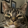 IlGattoGirovago