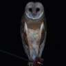 xHauntingOwl