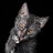 BatBoy37