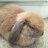 Bunno
