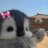 covely