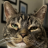 IlGattoGirovago