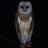 xHauntingOwl