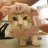CatPig12